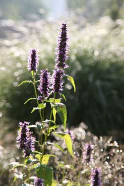 Agastache