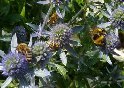 Eryngium+Hummeln