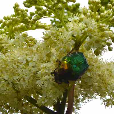 Fillipendula+Käfer