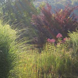 Graslandschaft