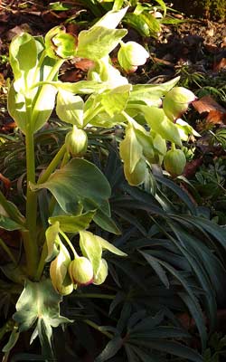 Helleborus