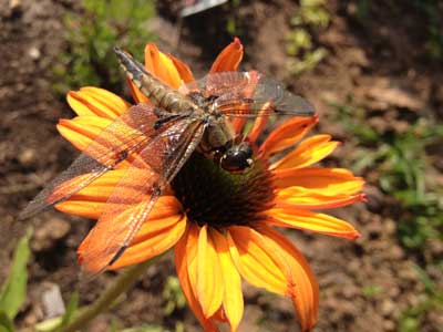 Libelle auf Echinacea