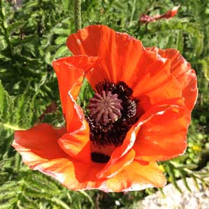 Mohn