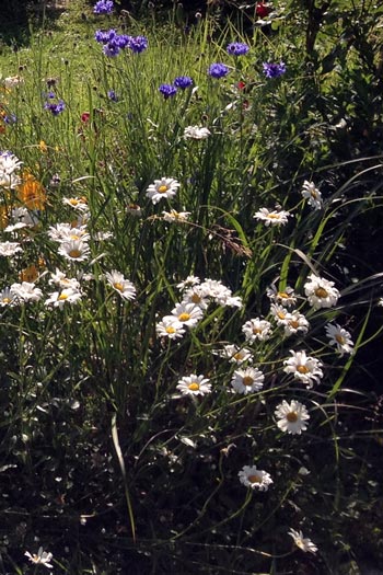 Blumenwiese