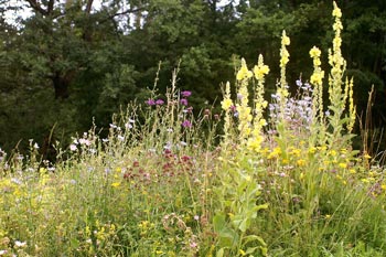 Blumenwiese